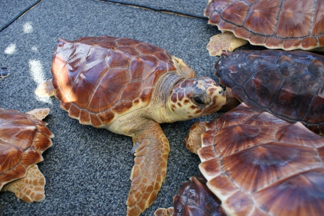  Protected turtles 